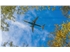bigstock-Plane-beneath-trees-56126549
