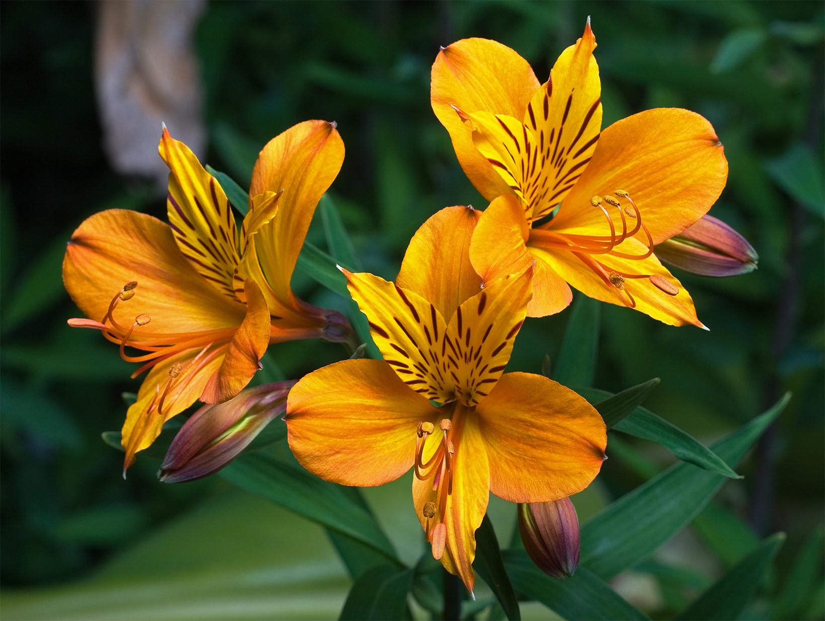 Self Photos / Files - Alstroemeria_aurantiaca