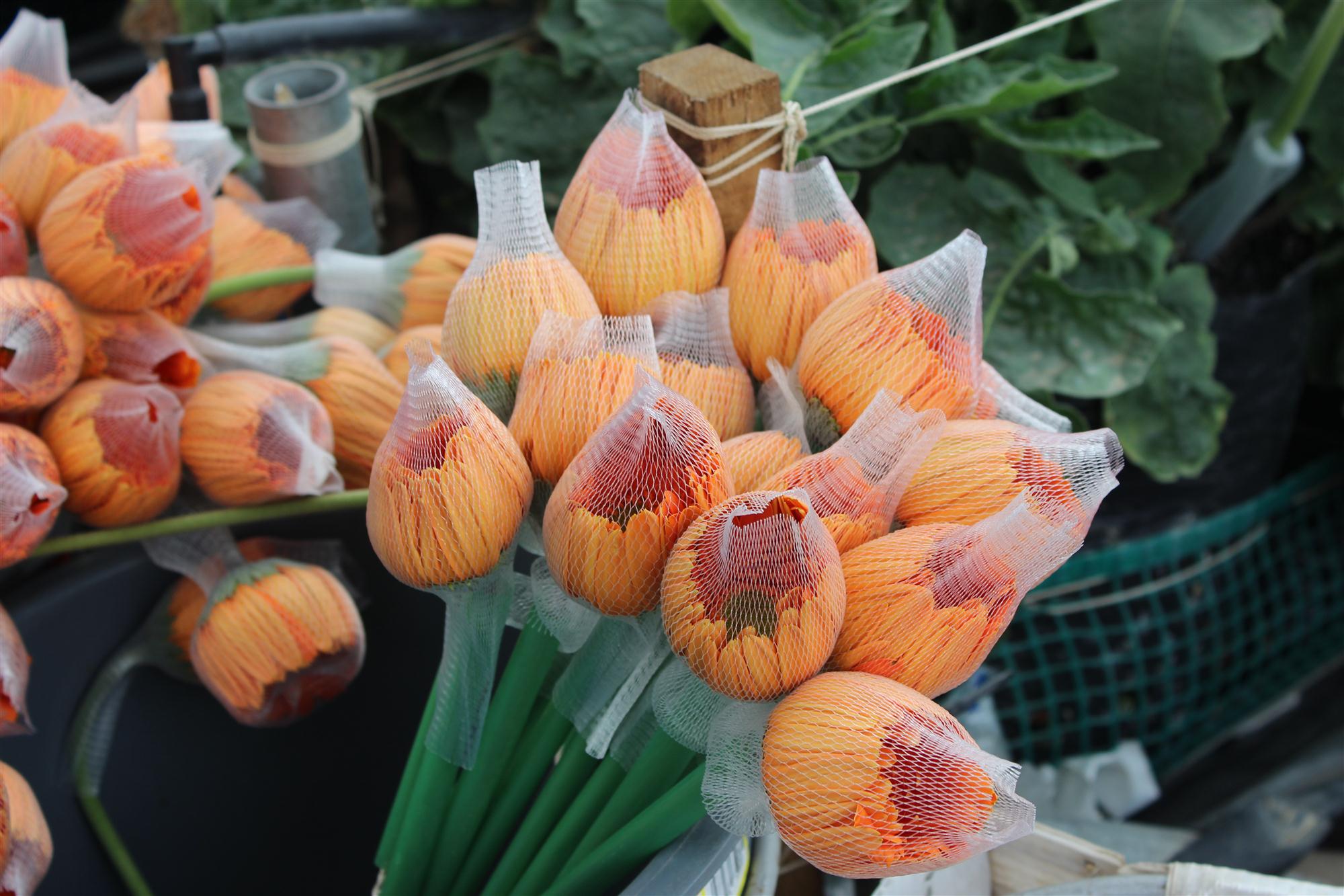 Self Photos / Files - LATAM flowers [2]