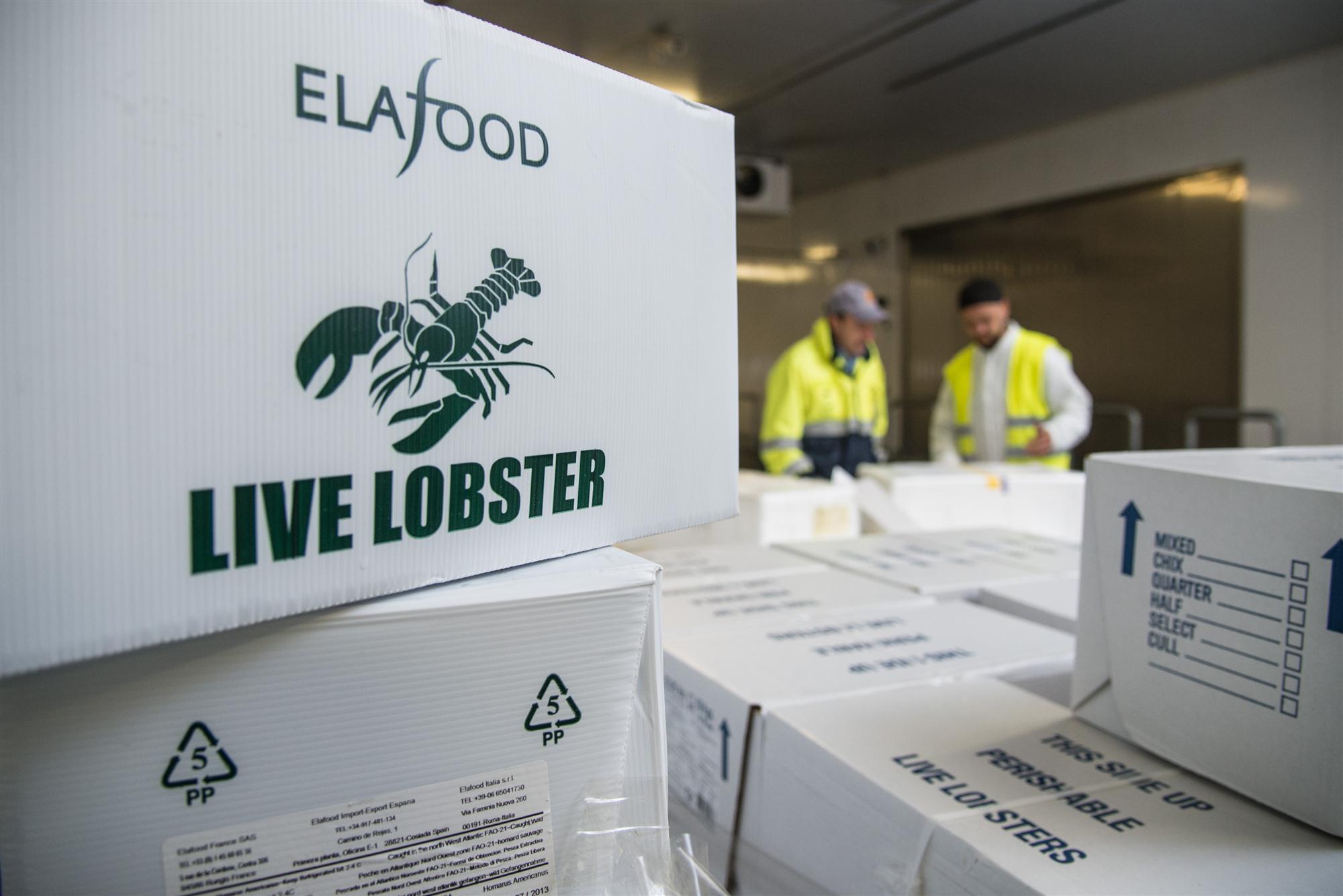 Self Photos / Files - Lufthansa Lobsters