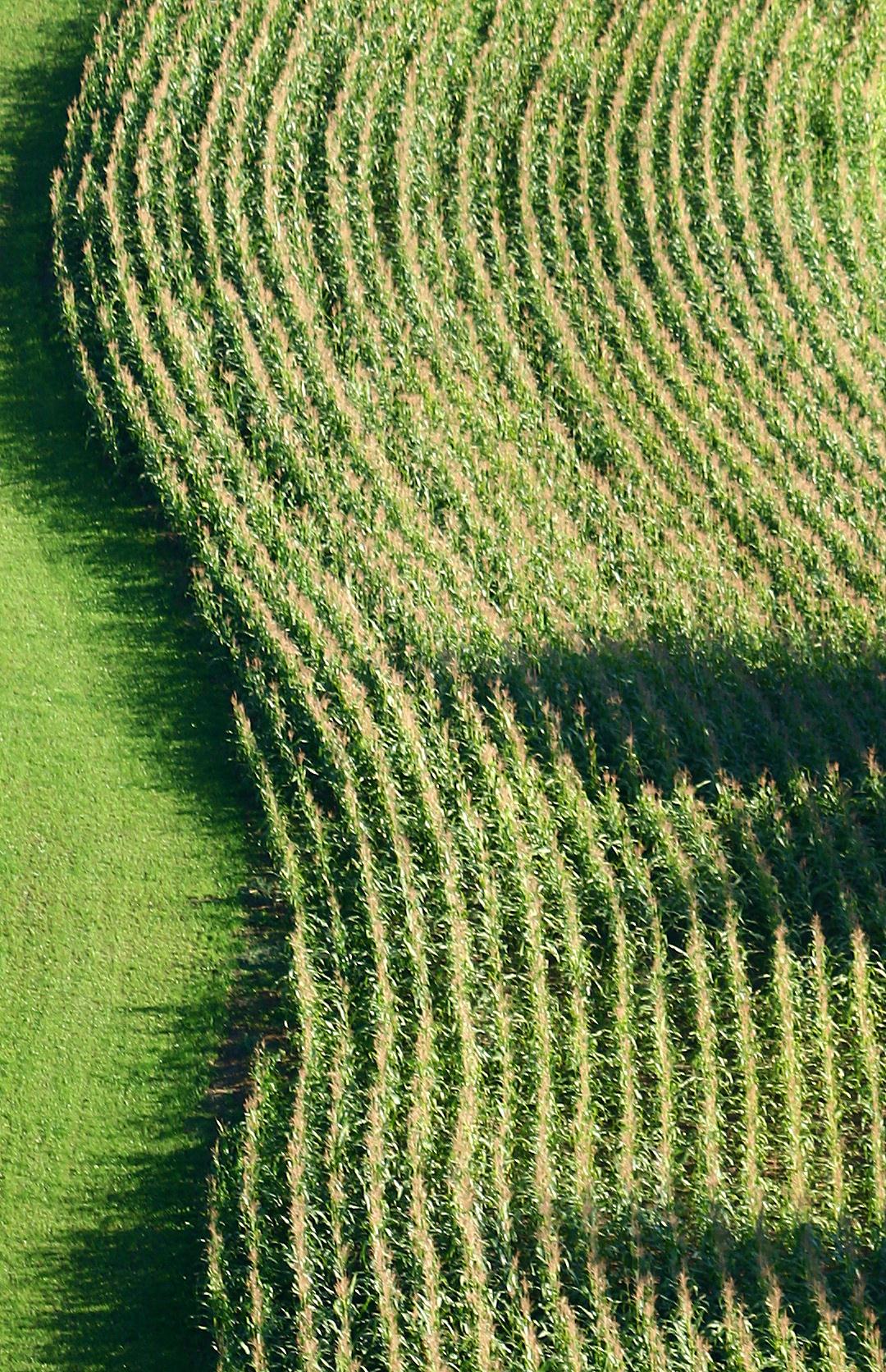 Self Photos / Files - corn-field-1378221