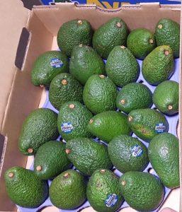 Self Photos / Files - Avanza avocados