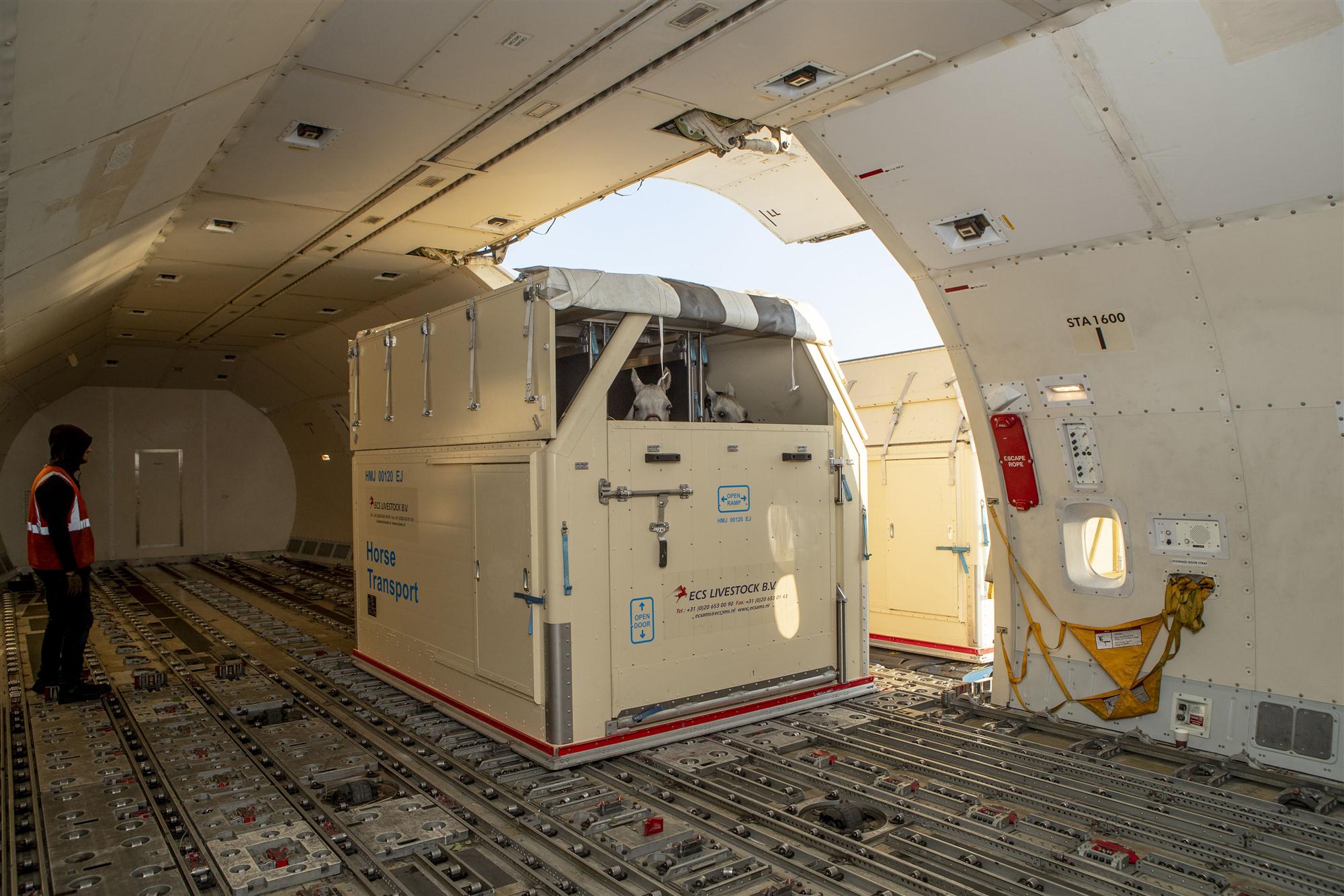 Self Photos / Files - EK SkyCargo horses [2]