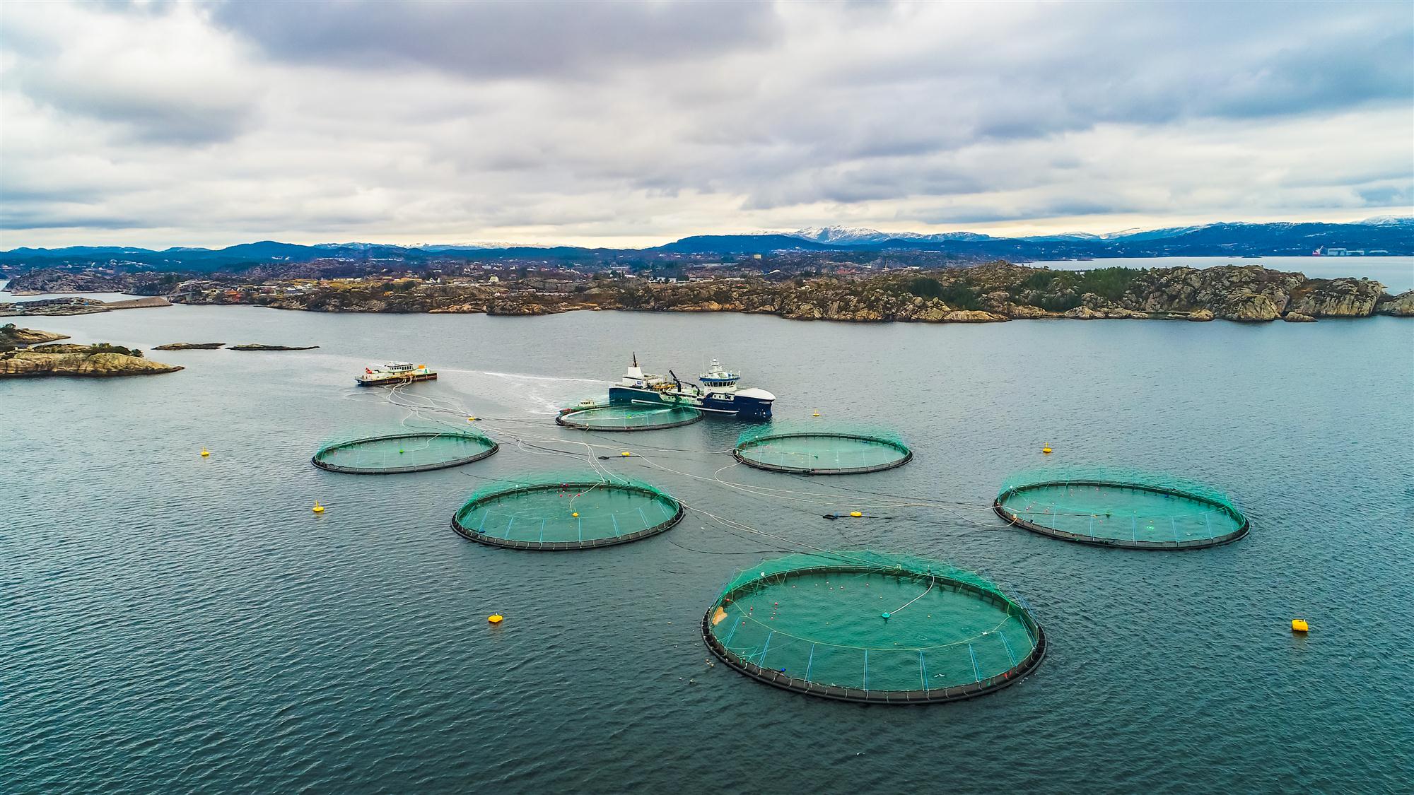 Self Photos / Files - Salmon Farm in Norway iStock-927120370