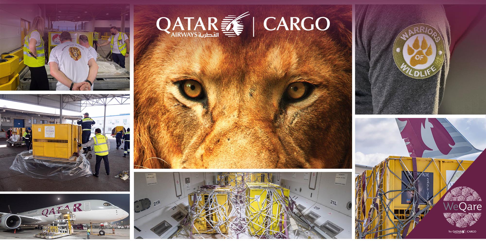 Self Photos / Files - QR Cargo-Lions