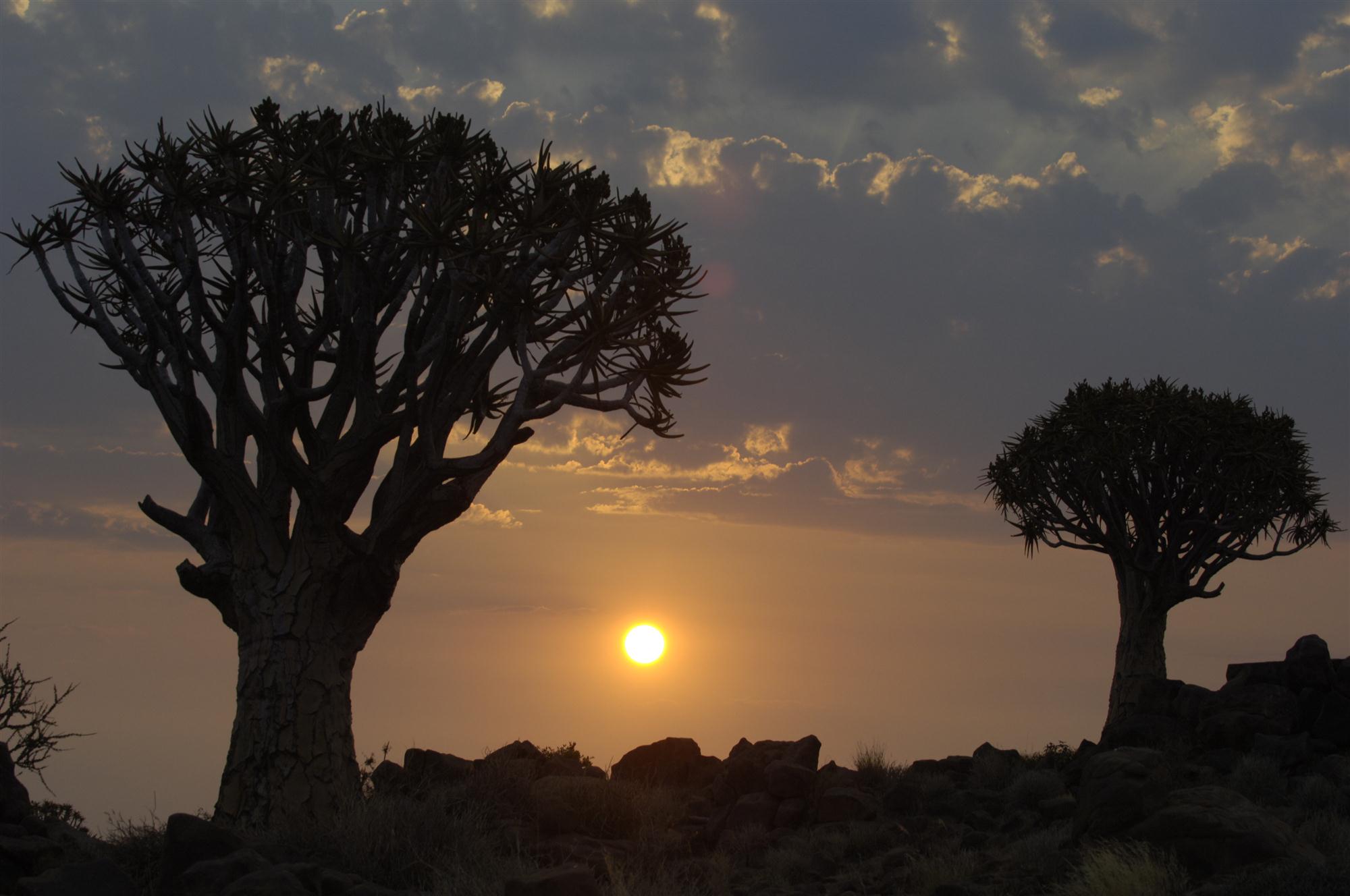 Self Photos / Files - african-trees-1400097