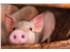 pig iStock-1034365474