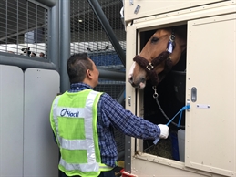 Hactl-Horse-Handling-Service