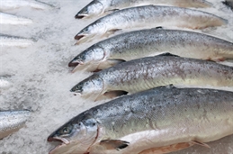 salmon iStock-1177873606