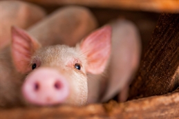 pig iStock-1034365474