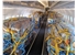 Scoot A320 preighter