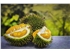 durian-3597242