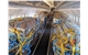 Scoot A320 preighter